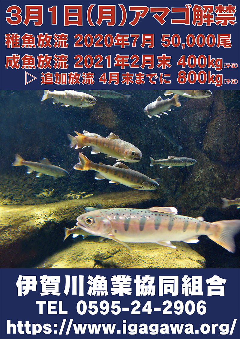 伊賀川漁業協同組合 三重県伊賀市 鮎 アマゴ 伊賀川漁業協同組合 三重県伊賀市 鮎 アマゴ